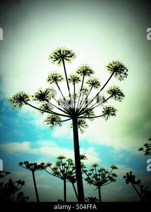 Hogweed in silhouette contro il cielo Foto Stock