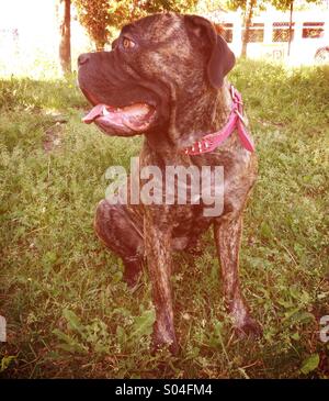 Mastino Foto Stock