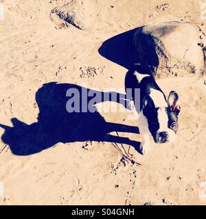 Bulldog francese cucciolo Foto Stock