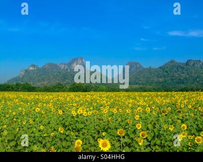 Campo di girasoli nella valle di montagna di Lopburi provincia in Thailandia. Foto Stock