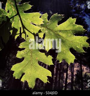 Foglie di quercia in sun, Roaring River Falls, Kings Canyon National Park, Sierra Nevada, in California Foto Stock
