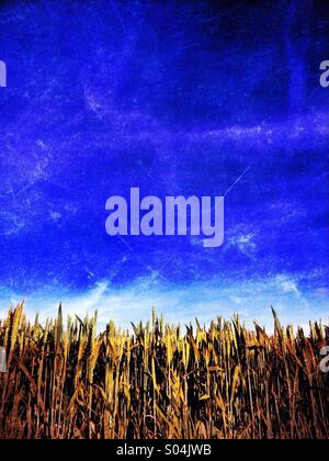 Campo di grano contro il cielo blu Foto Stock