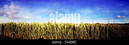 Panorama del campo di grano contro il cielo blu Foto Stock