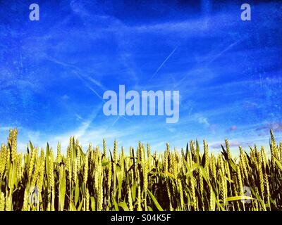 Campo di grano contro il cielo blu Foto Stock