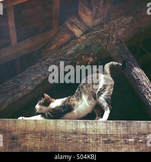 Coda di gatto arricciata Foto stock - Alamy