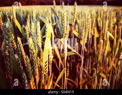 Coltivazione di grano in tarda serata luce Foto Stock