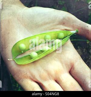 Donna di mano che tiene un pisello verde pod (Pisum sativum), aperta per mostrare i piselli. Foto Stock