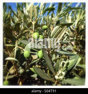 Albero di olivo Foto Stock