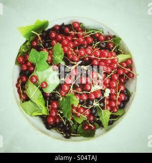 Ribes nero (Ribes nigrum) e ribes rosso (ribes rubrum) bacche in una ciotola su bianco Foto Stock