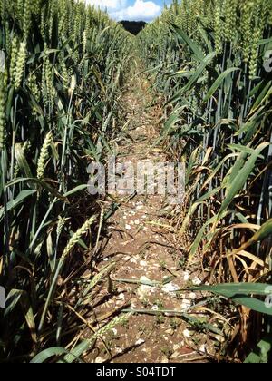 Deserto percorso attraverso un campo di grano, Hampshire, Inghilterra, Regno Unito Foto Stock