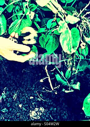 Motion Blur di mans tenendo la mano di patate fresche al di fuori del terreno Foto Stock