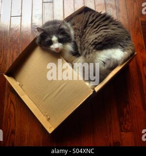 Un gatto si appoggia all'interno di una scatola di scarpe in una casa di Colonia Roma, Città del Messico, Messico Foto Stock