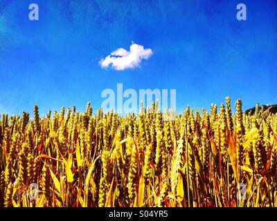 Campo di grano e cloud singolo contro il cielo blu Foto Stock