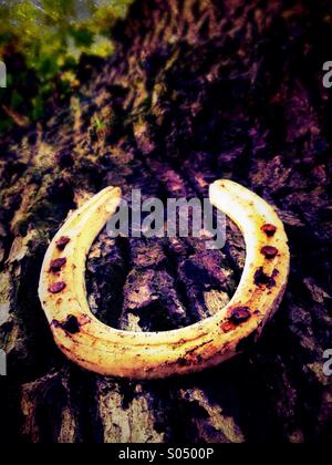 Lucky ferro di cavallo inchiodati a tronco di albero Foto Stock