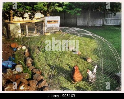 Due polli in cortile pollaio Foto Stock