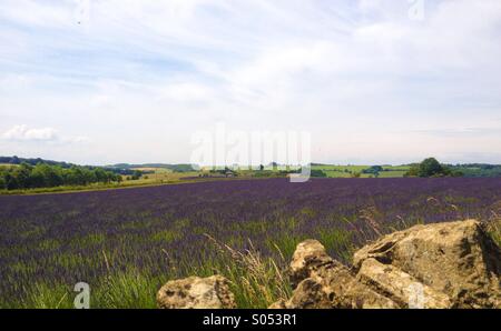 Campo di lavanda, Cotswolds, England Regno Unito in estate Foto Stock