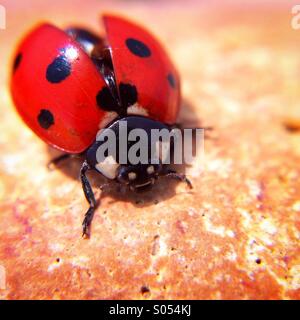 Coccinella Foto Stock