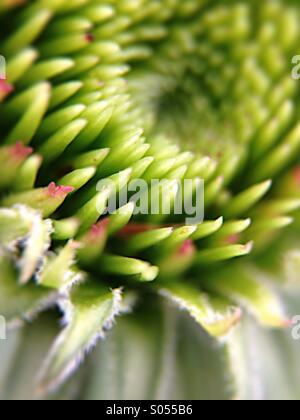 Germoglio di Echinacea Foto Stock