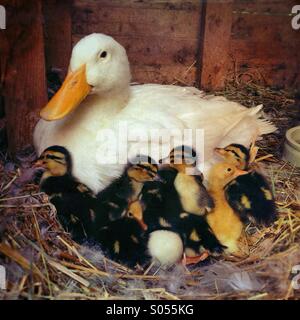 Madre di anatra con giovani da più di un giorno le ochette nel nido. Foto Stock