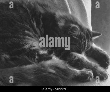 Immagine da sogno di un sonno cat Foto Stock