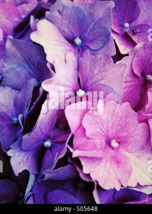 Hydrangea hortensis blossom Foto Stock