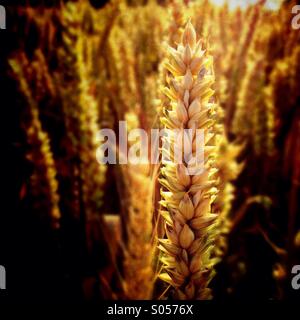 Dettaglio del chicco di grano Foto Stock