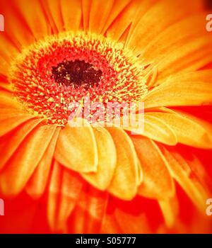 Gerbera Foto Stock