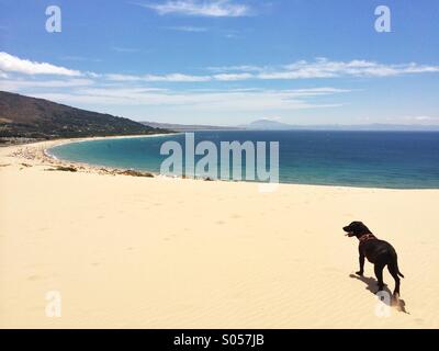 Il Labrador cane a camminare sulla spiaggia. Tarifa, Costa de la Luz, Cadice, Andalusia, Spagna Foto Stock