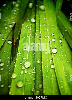 Le goccioline di acqua sulle foglie Foto Stock