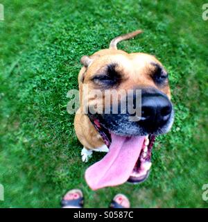 Cane felice Foto Stock