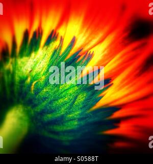 Gerbera close up Foto Stock