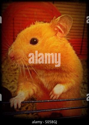 Pet criceti siriani in una gabbia Foto Stock