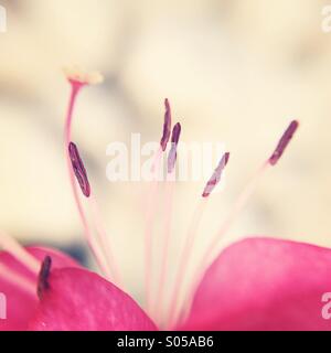 Macro di stame di un fiore rosa Foto Stock