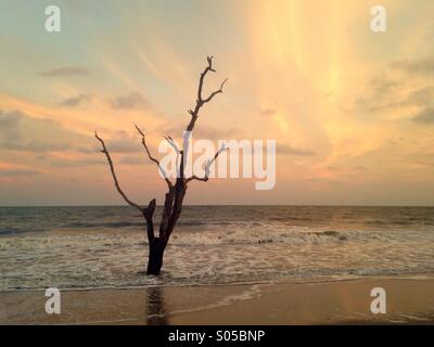 Un albero solitario viene lavata mediante le onde a Botany Bay Wildlife Management Area, SC. Foto Stock