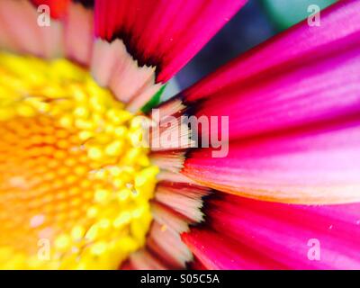 Vista macro di un gazania Foto Stock
