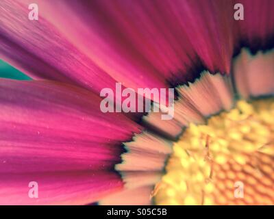Vista macro di un gazania Foto Stock