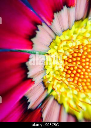 Vista macro di un gazania Foto Stock