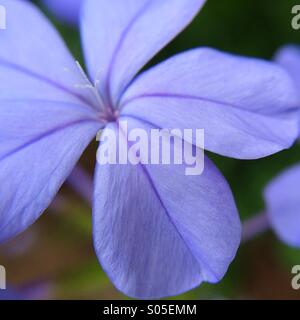 Close up di un fiore plumbago con focus sul stami. Foto Stock