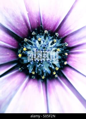 Close up di un capo daisy Foto Stock