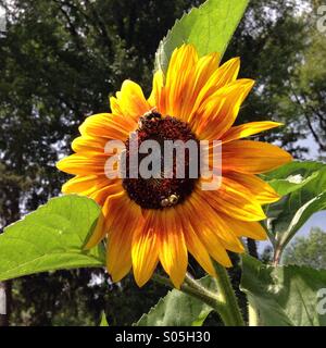 API del girasole Foto Stock