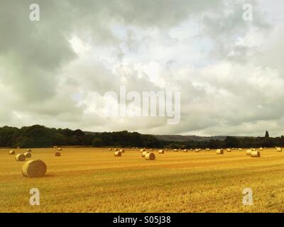 Fare fieno mentre il sole splende - un campo pieno di balle di fieno pronto per raccolta. Foto Stock