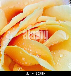 Arancione Rosa fiore Foto Stock