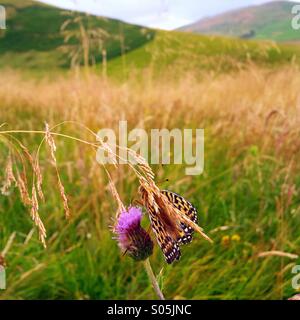 Stupenda farfalla a Scottish thistle lungo la Pennine Way in Scottish Borders. Foto Stock