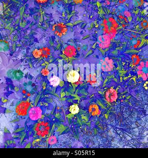 Un colorato sfondo di fiori. Foto Stock