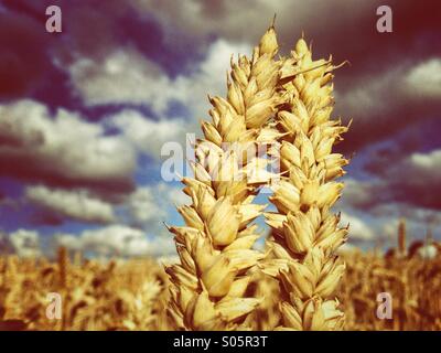 In prossimità delle due testate di grano maturo Foto Stock