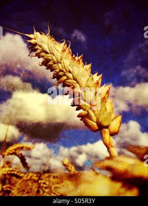 Dettaglio della testa del grano maturo Foto Stock