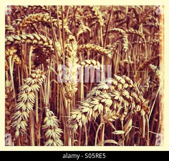 Dettaglio del grano nel campo Foto Stock