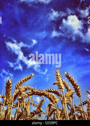 Close up di grano maturo contro un cielo blu Foto Stock