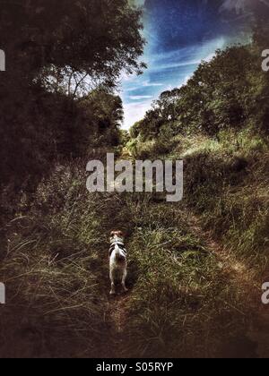 Cane su un percorso di paese Foto Stock