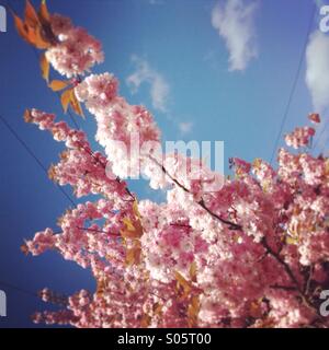 La fioritura dei ciliegi in Primavera Foto Stock
